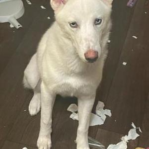 Lost Dog Nube