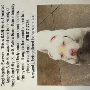 Image of Kain, Lost Dog