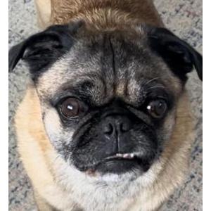 Lost Dog Beefy