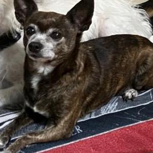 Lost Dog Mia