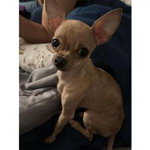 Lost Dog Babi