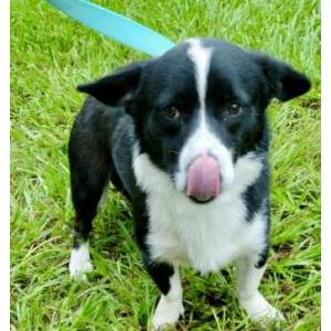 Found Dog Unknown