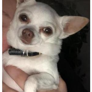 Lost Dog Ursula/LaLa