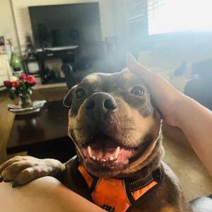 Found Dog Unknown