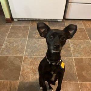 Lost Dog Piper
