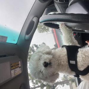 Lost Dog Theotis