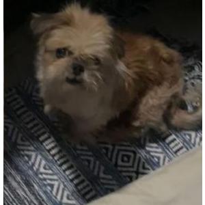 Lost Dog Kourtney