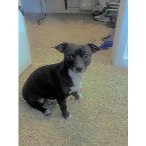 Lost Dog buddy