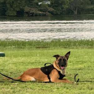 Lost Dog Athena