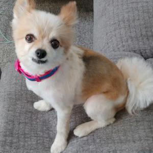 Lost Dog Bella Burns