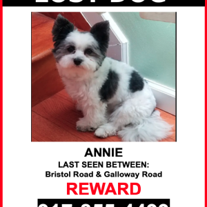 Lost Dog Annie