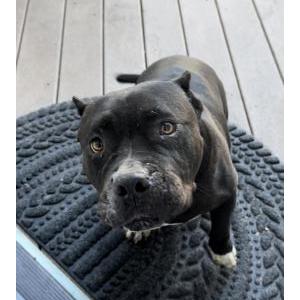 Found Dog Unknown