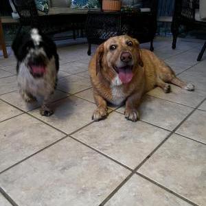 Found Dog Unknown