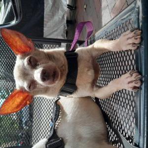 Lost Dog Momo
