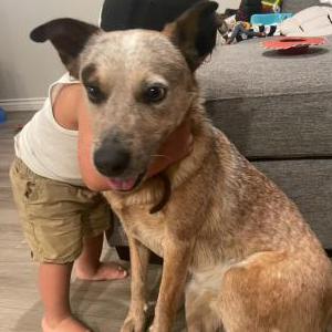 Lost Dog Chapo