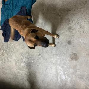 Found Dog Unknown