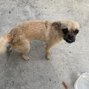 Found Dog Unknown