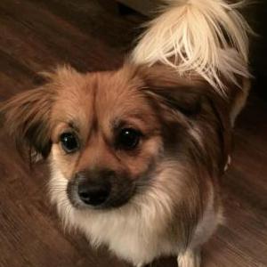 Image of Sadie, Lost Dog