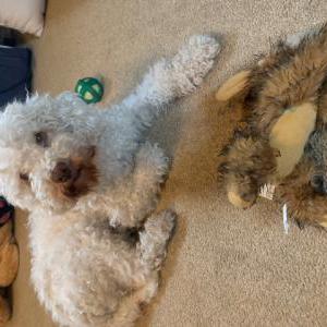 Lost Dog Misty