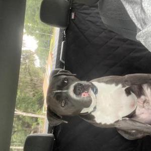 Image of Roscoe, Lost Dog