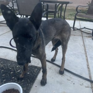 Found Dog Unknown
