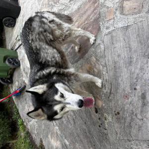 Found Dog unknown