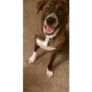 Image of Sebastian, Lost Dog