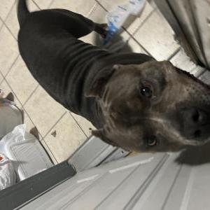 Found Dog Unknown