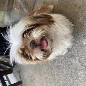 Found Dog Unknown