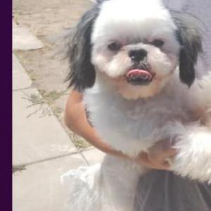 Lost Dog Sweet face
