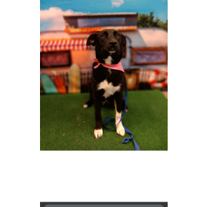 Lost Dog Willow
