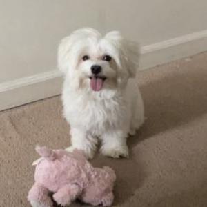 Lost Dog Nikko