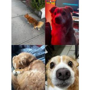 Lost Dog Sunny