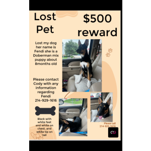 Lost Dog Fendi
