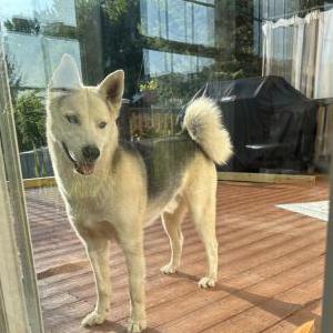 Lost Dog Balto