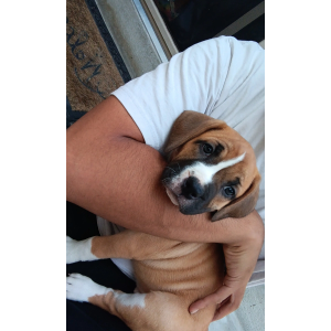 Lost Dog Kali