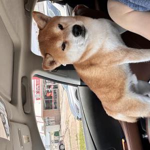 Lost Dog Donald