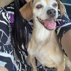 Found Dog Unknown