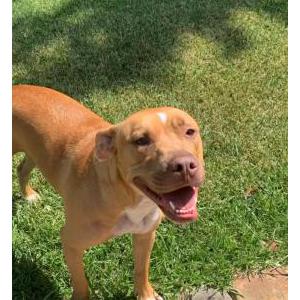 Lost Dog Malkia