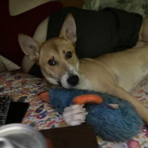 Found Dog unknown