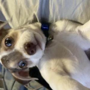 Lost Dog Rocky