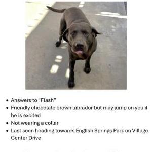 Lost Dog Flash