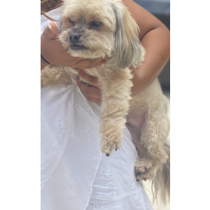 Lost Dog Charleston