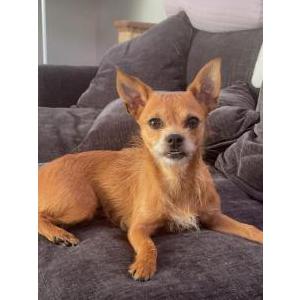Lost Dog Hazel