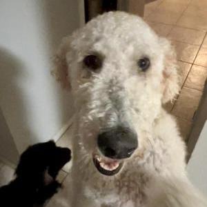 Lost Dog Mimi (Mee•Mee)