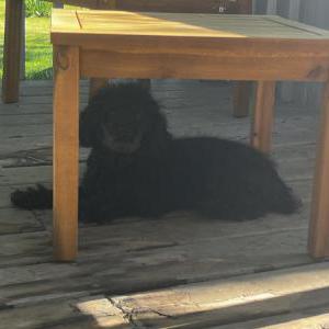 Lost Dog Lord