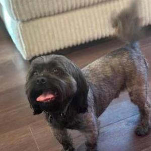 Lost Dog Smokie