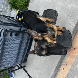 Found Dog Unknown