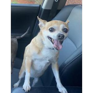Lost Dog Lucy