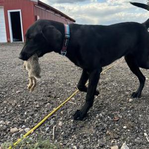 Lost Dog Maple